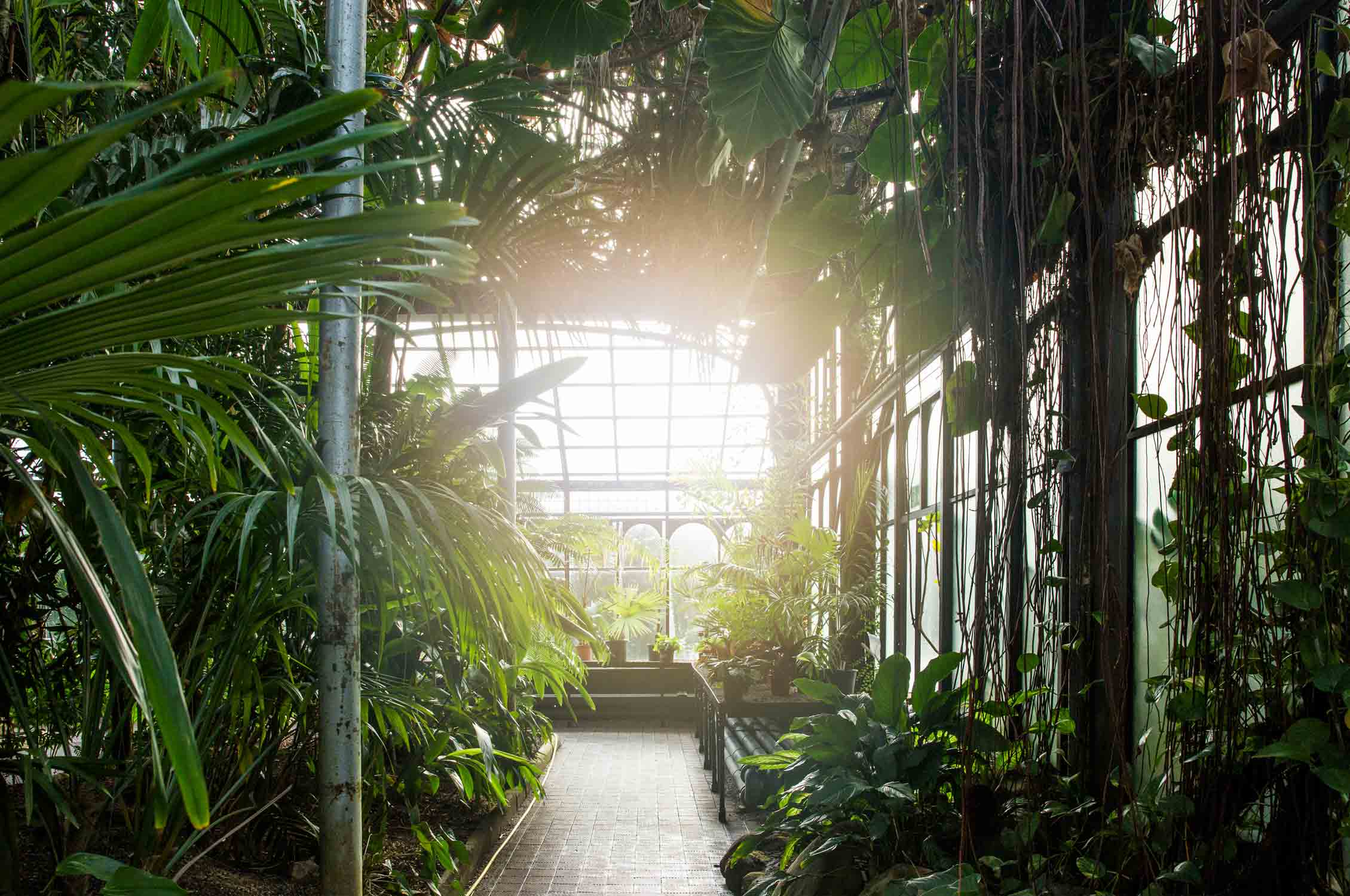 Glasgow Botanical Garden, Greenhouse, Gewächshaus, Gardening, Garten, Pflanzen, Plants, grün, green, grüner Daumen, green Thumb, Palmen, Palms