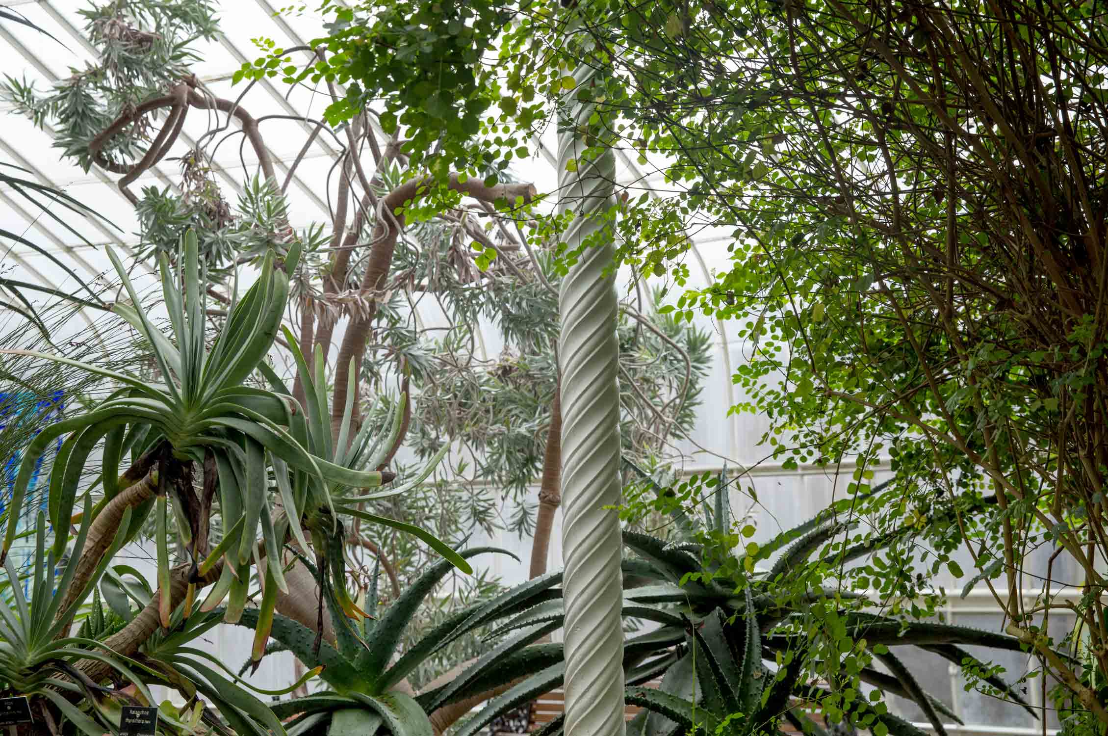 Glasgow Botanical Garden, Greenhouse, Gewächshaus, Gardening, Garten, Pflanzen, Plants, grün, green, grüner Daumen, green Thumb, Palmen, Palms