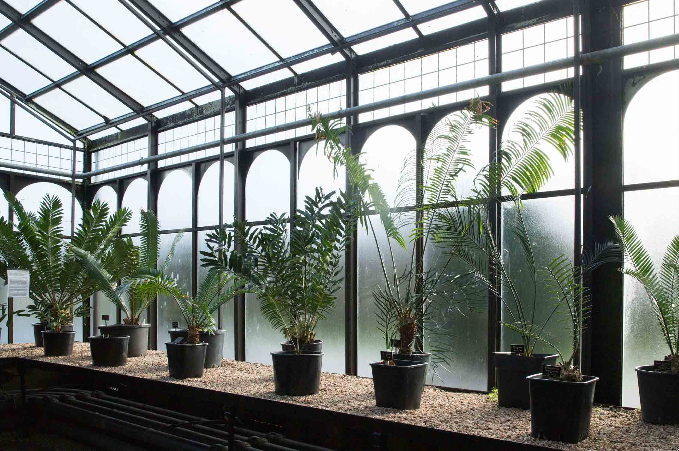 Glasgow Botanical Garden, Greenhouse, Gewächshaus, Gardening, Garten, Pflanzen, Plants, grün, green, grüner Daumen, green Thumb, Palmen, Palms
