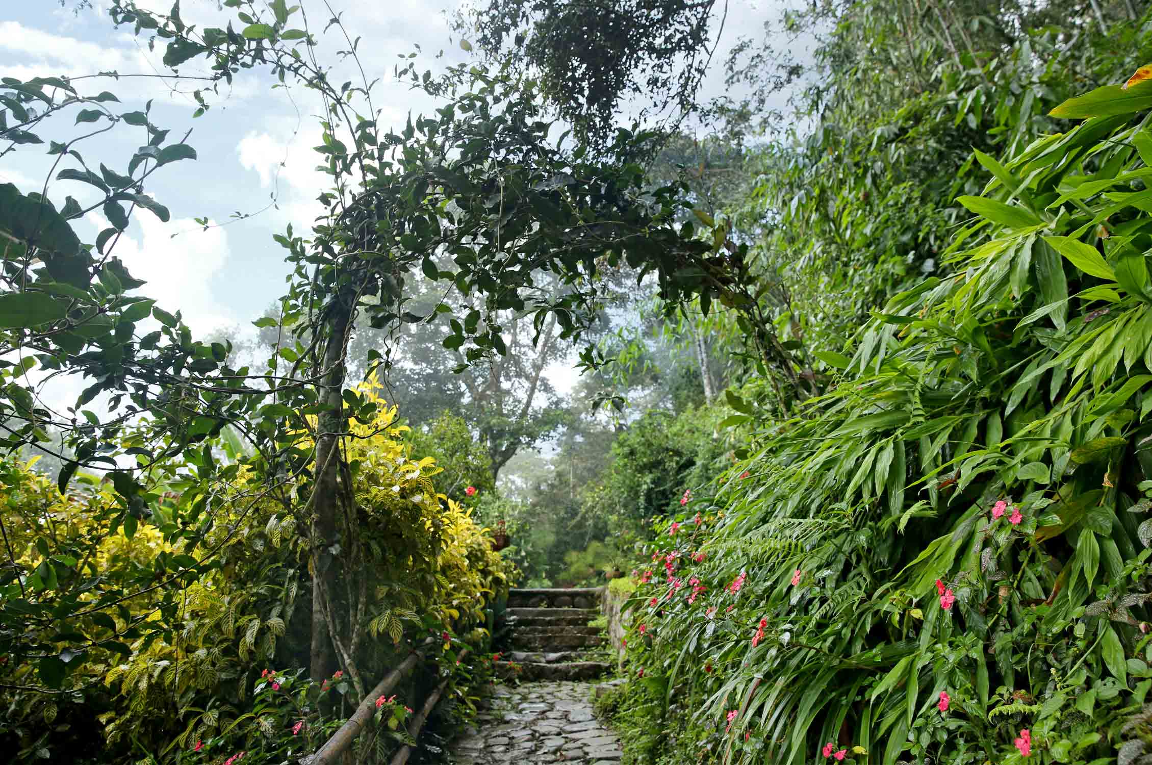 Sigrid´s garden domicile in the Bolivian Andes, Gardening, Garten, Pflanzen, Plants, Outdoor, Draußen, grün, green, grüner Daumen, green Thumb, pond, tropical, tropisch, Tropen, lush vegetation, Paradis, paradise
