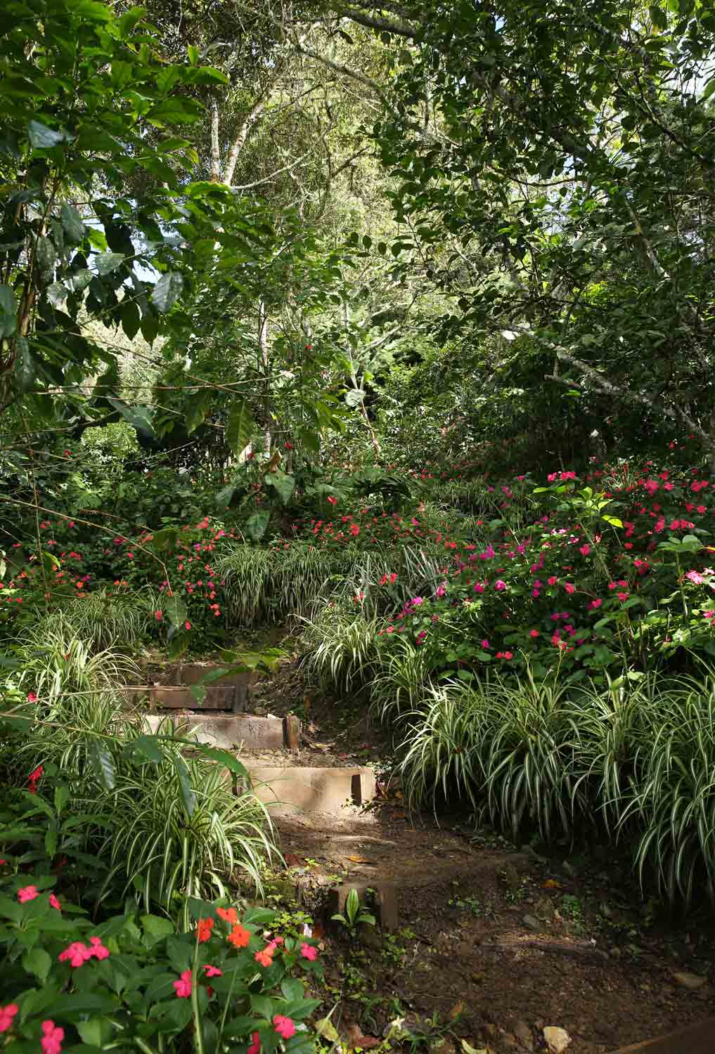 Sigrid´s garden domicile in the Bolivian Andes, Gardening, Garten, Pflanzen, Plants, Outdoor, Draußen, grün, green, grüner Daumen, green Thumb, pond, tropical, tropisch, Tropen, lush vegetation, Paradis, paradise