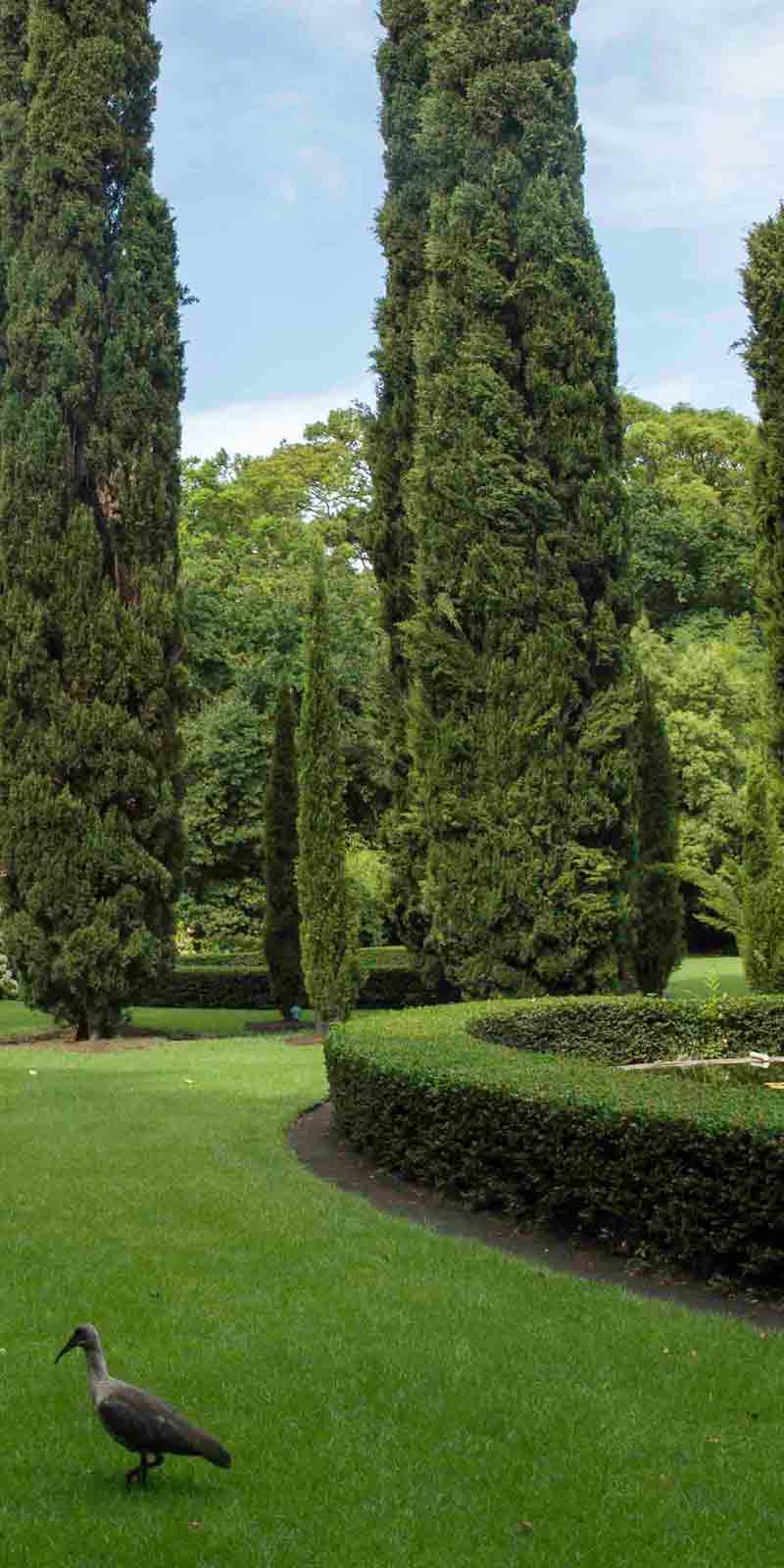 South African Wine Estate, Gardening, Garten, Pflanzen, Plants, Outdoor, Draußen, grün, green, grüner Daumen, green Thumb, Wein, Winzer, Südafrika,  Tradition, Tradition, traditionell, traditional, Natur, nature, natural