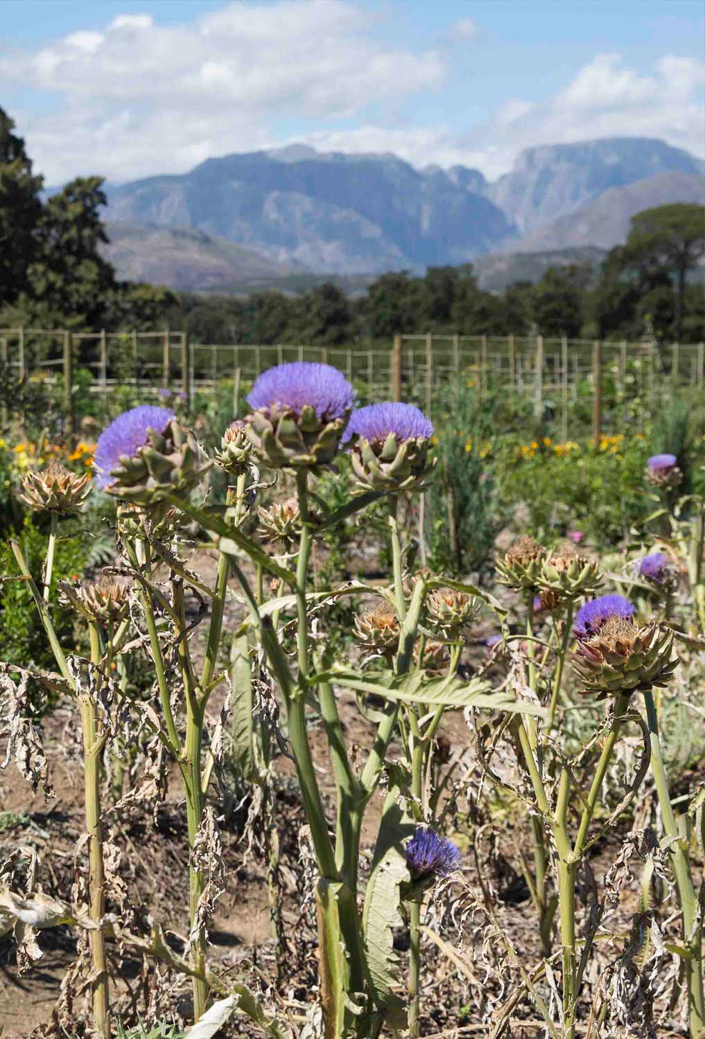 Wine and Garden Hotel South Africa